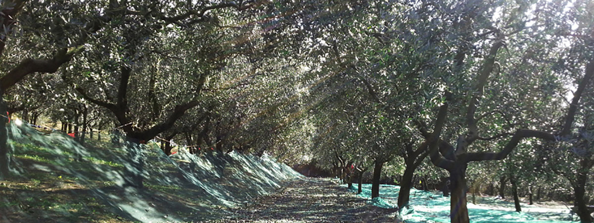 veduta dei frantoi dei Colli Euganei