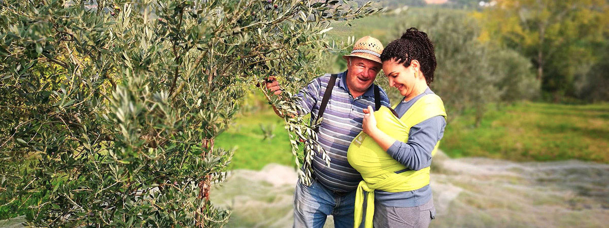 olivi del frantoio di Cornoleda